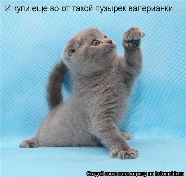 И купи еще во-от такой пузырек валерианки..... Котоматрица: И купи еще во-от такой пузырек валерианки..