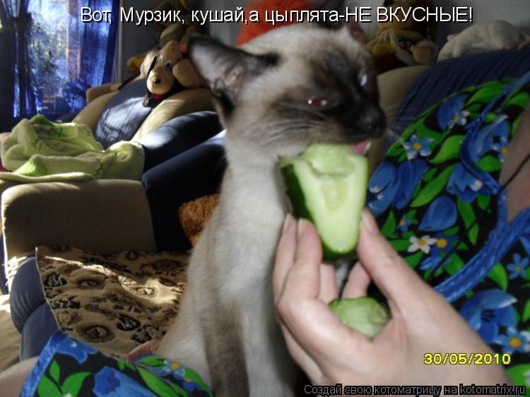 Вот, Мурзик, кушай ,а цыплята-НЕ ВКУСНЫЕ!... Котоматрица: Вот, Мурзик, кушай ,а цыплята-НЕ ВКУСНЫЕ!