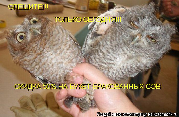 СКИДКА 50% НА БУКЕТ БРАКОВАННЫХ СОВ СПЕШИТЕ!!! ТОЛЬКО СЕГОДНЯ!!!... Котоматрица: СКИДКА 50% НА БУКЕТ БРАКОВАННЫХ СОВ СПЕШИТЕ!!! ТОЛЬКО СЕГОДНЯ!!!