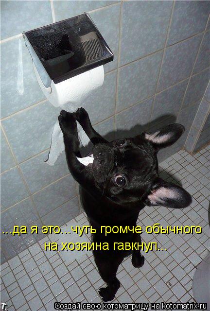 ...да я это...чуть громче обычного на хозяина гавкнул...... Котоматрица: ...да я это...чуть громче обычного на хозяина гавкнул...