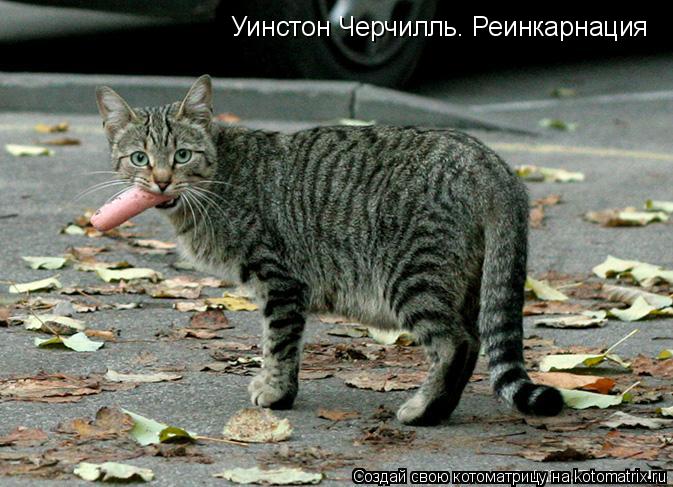 Уинстон Черчилль. Реинкарнация... Котоматрица: Уинстон Черчилль. Реинкарнация