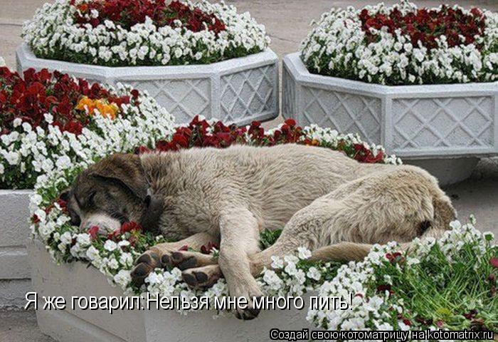 Я же говарил:Нельзя мне много пить!... Котоматрица: Я же говарил:Нельзя мне много пить!