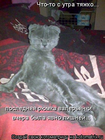 Что-то с утра тяжко... последняя рюмка валерьянки вчера была явно лишней...... Котоматрица: Что-то с утра тяжко... последняя рюмка валерьянки вчера была явно лишней...
