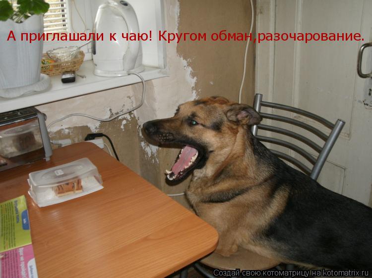 А приглашали к чаю! Кругом обман,разочарование.... Котоматрица: А приглашали к чаю! Кругом обман,разочарование.