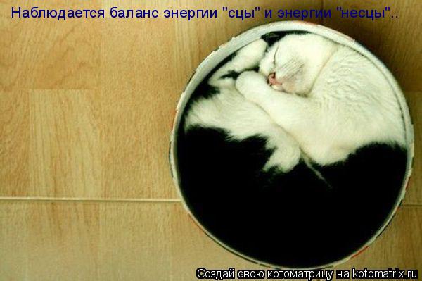 Наблюдается баланс энергии "сцы" и энергии "несцы"..... Котоматрица: Наблюдается баланс энергии "сцы" и энергии "несцы"..