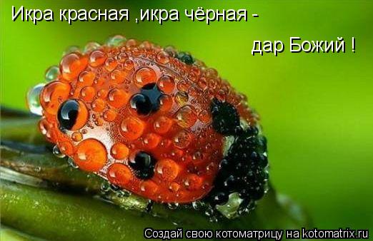 Икра красная ,икра чёрная - дар Божий !... Котоматрица: Икра красная ,икра чёрная - дар Божий !