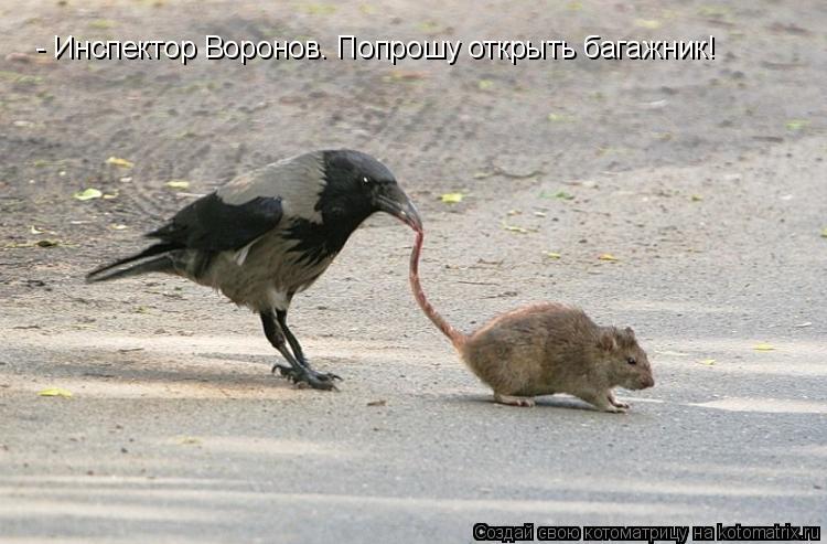 - Инспектор Воронов. Попрошу открыть багажник!... Котоматрица: - Инспектор Воронов. Попрошу открыть багажник!