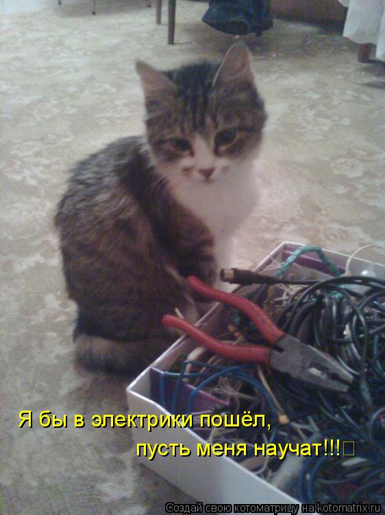 Я бы в электрики пошёл, пусть меня научат!!!... Котоматрица: Я бы в электрики пошёл, пусть меня научат!!!