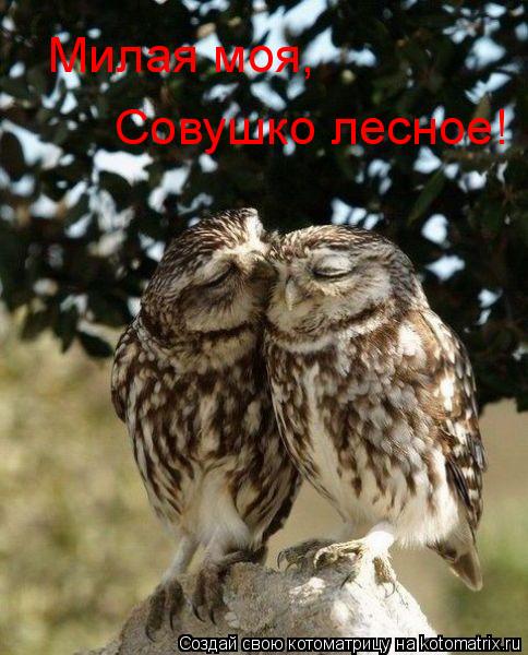 Милая моя, Совушко лесное!... Котоматрица: Милая моя, Совушко лесное!