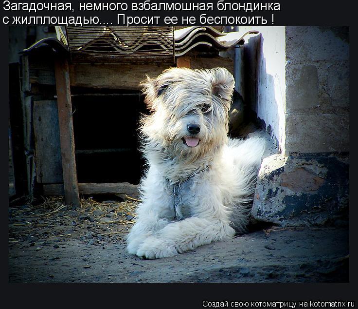 Загадочная, немного взбалмошная блондинка с жилплощадью.... Просит ее не беспокоить !... Котоматрица: Загадочная, немного взбалмошная блондинка с жилплощадью.... Просит ее не беспокоить !