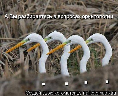 . . . . А Вы разбираетесь в вопросах орнитологии... Котоматрица: . . . . А Вы разбираетесь в вопросах орнитологии