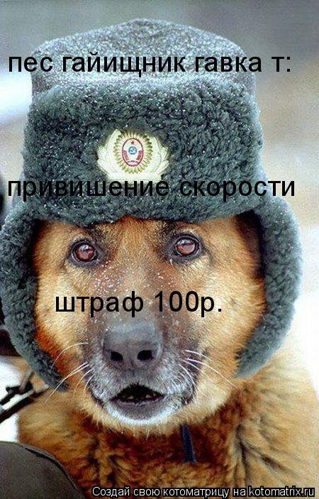 привишение скорости штраф 100р. пес гайищник гавкаєт:... Котоматрица: привишение скорости штраф 100р. пес гайищник гавкаєт: