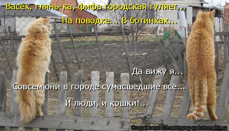 Васёк, глянь-ка, фифа городская гуляет... На поводке... В ботинках... Да вижу я... Совсем они в горо... Котоматрица: Васёк, глянь-ка, фифа городская гуляет... На поводке... В ботинках... Да вижу я... Совсем они в городе сумасшедшие все... И люди, и кошки!...