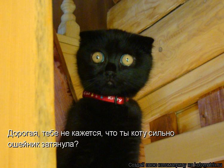 Дорогая, тебе не кажется, что ты коту сильно ошейник затянула?... Котоматрица: Дорогая, тебе не кажется, что ты коту сильно ошейник затянула?