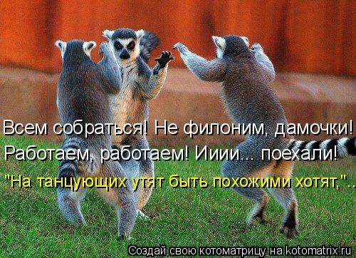 Всем собраться! Не филоним, дамочки! Работаем, работаем! Ииии... поехали! "На танцующих утят быть пох... Котоматрица: Всем собраться! Не филоним, дамочки! Работаем, работаем! Ииии... поехали! "На танцующих утят быть похожими хотят,"...