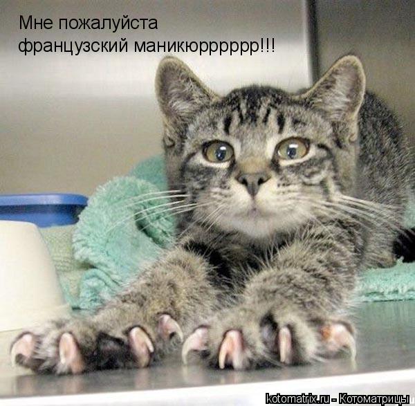 Мне пожалуйста французский маникюрррррр!!!... Котоматрица: Мне пожалуйста французский маникюрррррр!!!