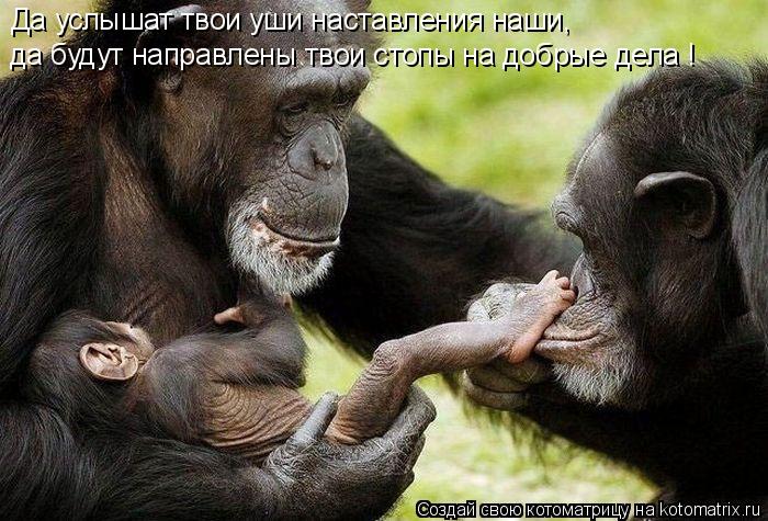 Да услышат твои уши наставления наши, да будут направлены твои стопы на добрые дела !... Котоматрица: Да услышат твои уши наставления наши, да будут направлены твои стопы на добрые дела !