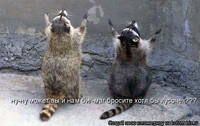 ну-ну может вы и нам биг-маг бросите хотя бы кусочек???... Котоматрица: ну-ну может вы и нам биг-маг бросите хотя бы кусочек???