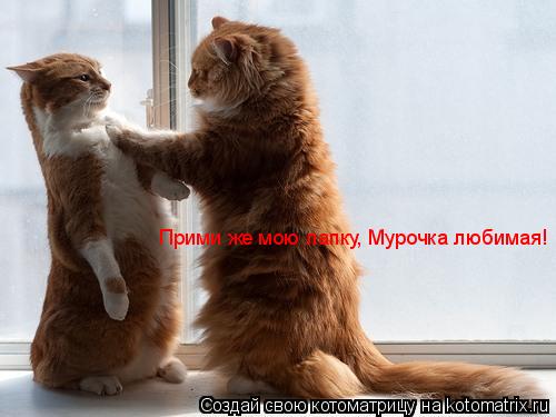 Прими же мою лапку, Мурочка любимая!... Котоматрица: Прими же мою лапку, Мурочка любимая!