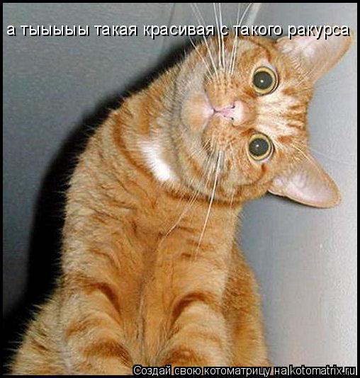 а тыыыыы такая красивая с такого ракурса... Котоматрица: а тыыыыы такая красивая с такого ракурса