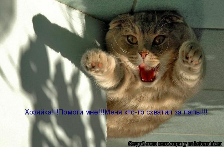 Хозяйка!!!Помоги мне!!!Меня кто-то схватил за лапы!!!... Котоматрица: Хозяйка!!!Помоги мне!!!Меня кто-то схватил за лапы!!!