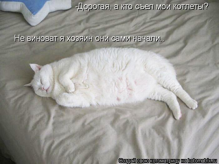 -Дорогая, а кто съел мои котлеты? Не виноват я хозяин они сами начали..... Котоматрица: -Дорогая, а кто съел мои котлеты? Не виноват я хозяин они сами начали..