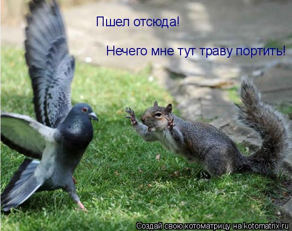 Пшел отсюда! Нечего мне тут траву портить!... Котоматрица: Пшел отсюда! Нечего мне тут траву портить!