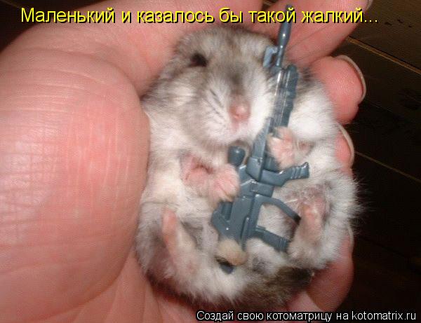 Маленький и казалось бы такой жалкий...... Котоматрица: Маленький и казалось бы такой жалкий...