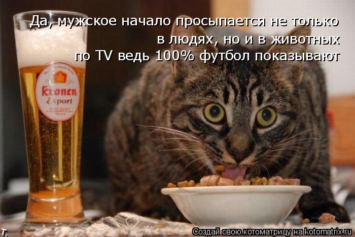 Да, мужское начало просыпается не только в людях, но и в животных по TV ведь 100% футбол показывают... Котоматрица: Да, мужское начало просыпается не только в людях, но и в животных по TV ведь 100% футбол показывают