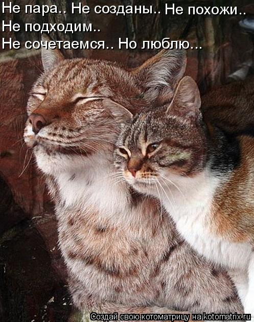 Не пара.. Не созданы.. Не похожи.. Не подходим.. Не сочетаемся.. Но люблю...... Котоматрица: Не пара.. Не созданы.. Не похожи.. Не подходим.. Не сочетаемся.. Но люблю...