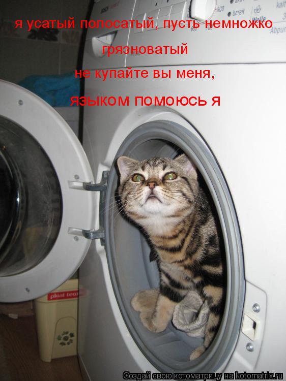 я усатый полосатый, пусть немножко грязноватый не купайте вы меня, языком помоюсь я... Котоматрица: я усатый полосатый, пусть немножко грязноватый не купайте вы меня, языком помоюсь я