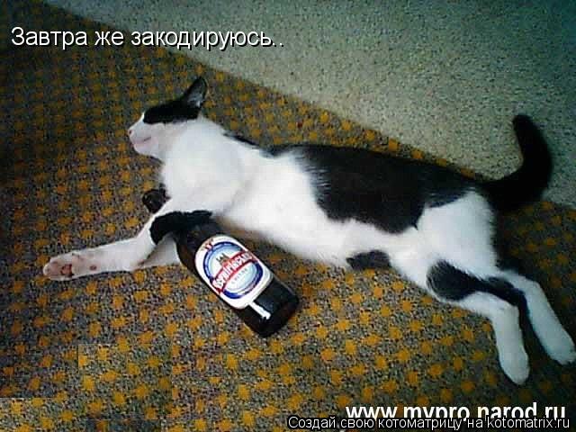 Завтра же закодируюсь..... Котоматрица: Завтра же закодируюсь..