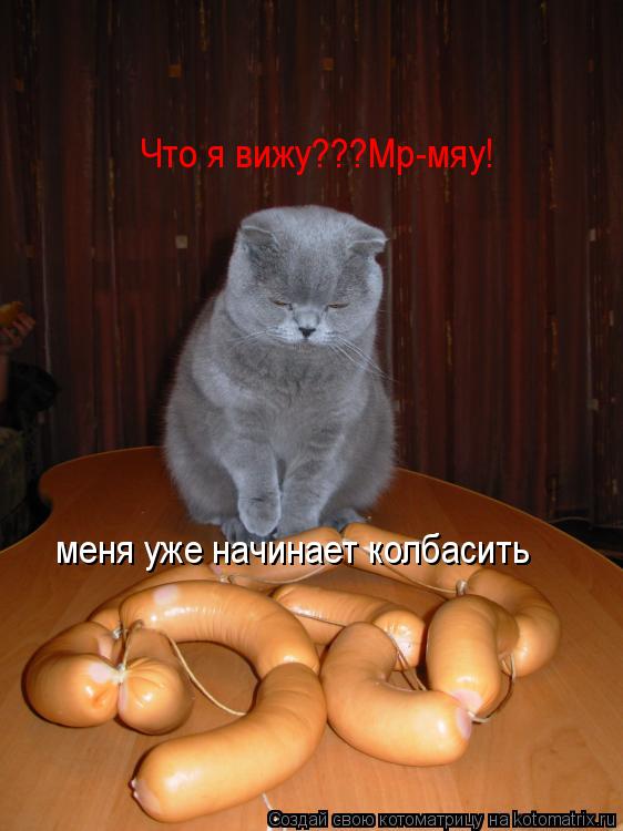 Котоматрица: Что я вижу???Мр-мяу! меня уже начинает колбасить