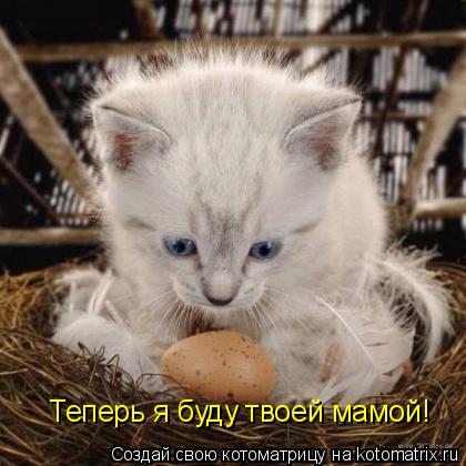 Теперь я буду твоей мамой!... Котоматрица: Теперь я буду твоей мамой!