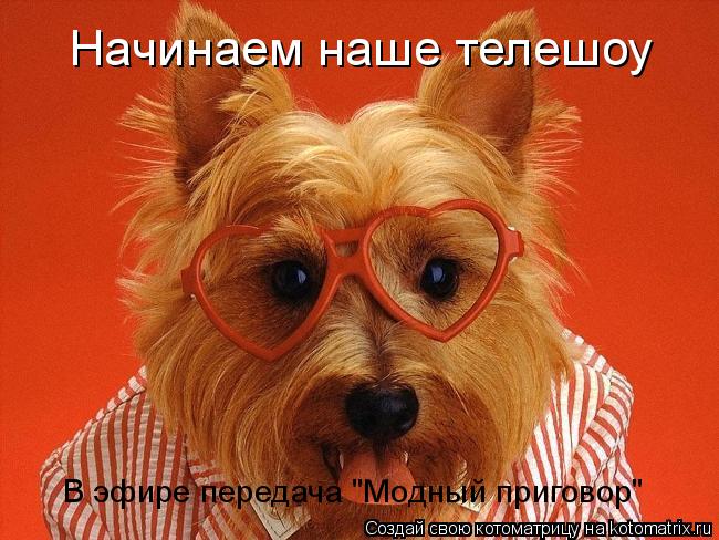 Начинаем наше телешоу В эфире передача "Модный приговор"... Котоматрица: Начинаем наше телешоу В эфире передача "Модный приговор"