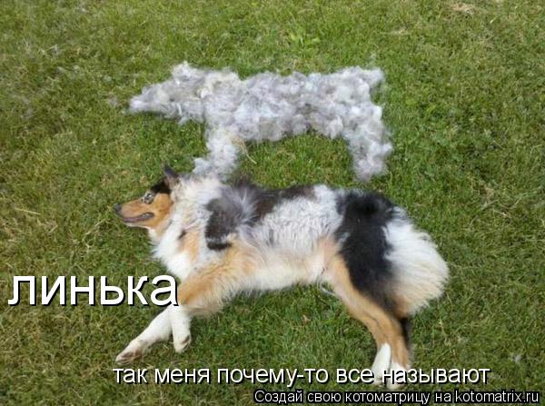 линька так меня почему-то все называют... Котоматрица: линька так меня почему-то все называют