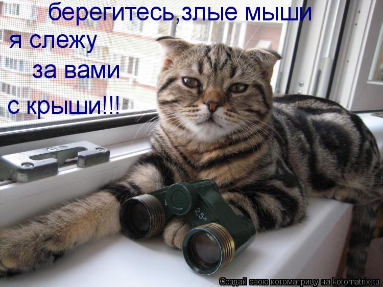 берегитесь,злые мыши я слежу за вами с крыши!!!... Котоматрица: берегитесь,злые мыши я слежу за вами с крыши!!!
