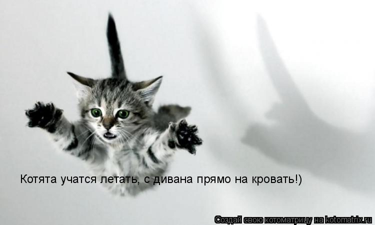 Котята учатся летать, с дивана прямо на кровать!)... Котоматрица: Котята учатся летать, с дивана прямо на кровать!)