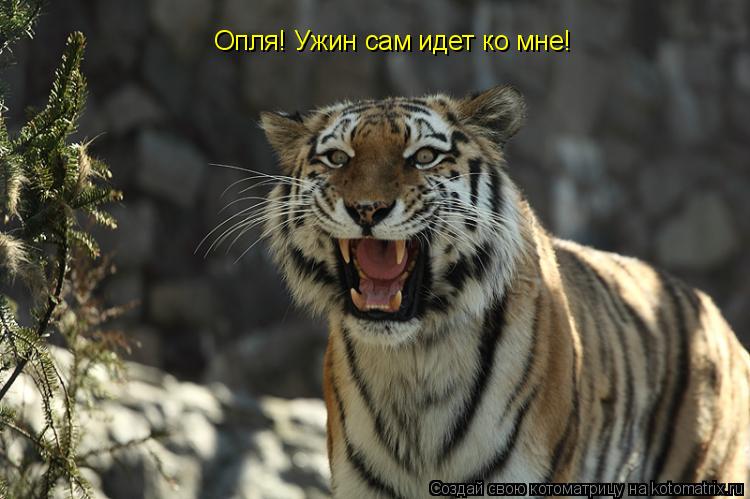 Опля! Ужин сам идет ко мне!... Котоматрица: Опля! Ужин сам идет ко мне!