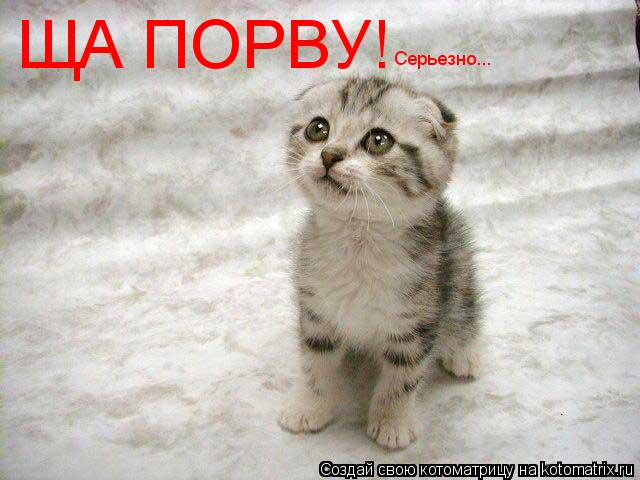 ЩА ПОРВУ! Серьезно...... Котоматрица: ЩА ПОРВУ! Серьезно...
