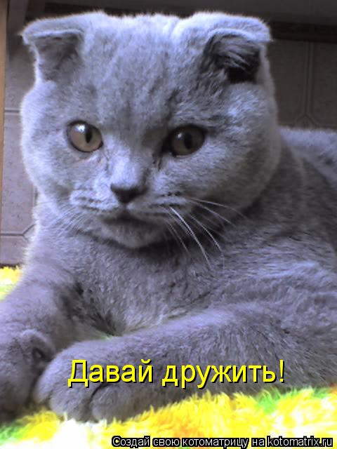 Давай дружить!... Котоматрица: Давай дружить!