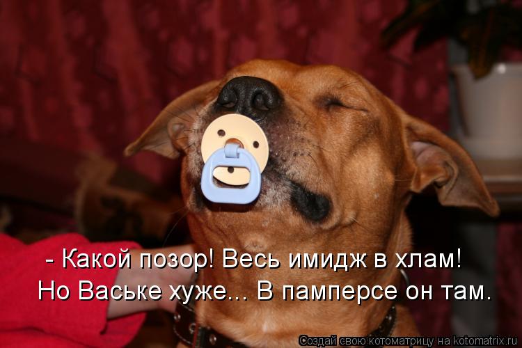 - Какой позор! Весь имидж в хлам! Но Ваське хуже... В памперсе он там.... Котоматрица: - Какой позор! Весь имидж в хлам! Но Ваське хуже... В памперсе он там.
