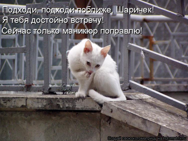 Подходи, подходи поближе, Шаричек! Я тебя достойно встречу! Сейчас только маникюр поправлю!... Котоматрица: Подходи, подходи поближе, Шаричек! Я тебя достойно встречу! Сейчас только маникюр поправлю!