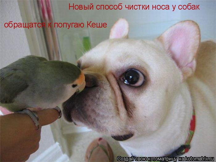 Новый способ чистки носа у собак обращатся к попугаю Кеше... Котоматрица: Новый способ чистки носа у собак обращатся к попугаю Кеше