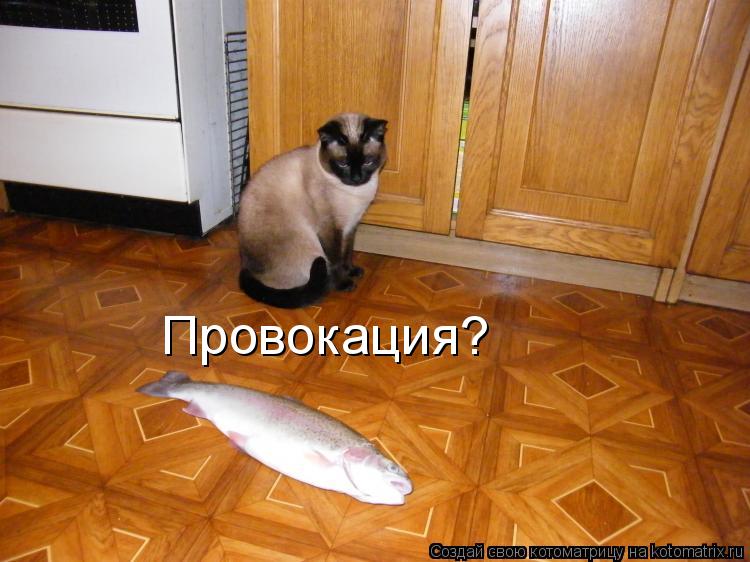 Провокация?... Котоматрица: Провокация?