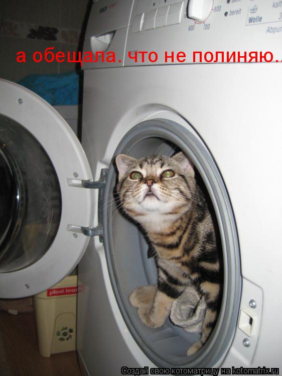 а обещала. что не полиняю...... Котоматрица: а обещала. что не полиняю...