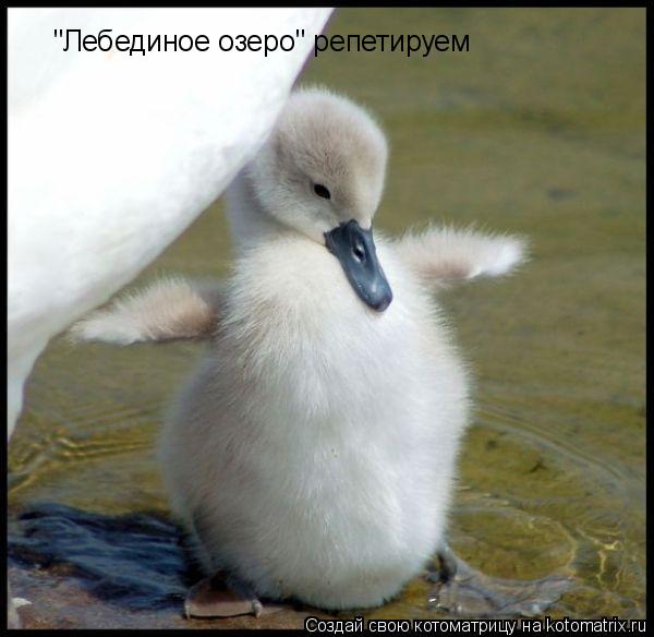 "Лебединое озеро" репетируем... Котоматрица: "Лебединое озеро" репетируем