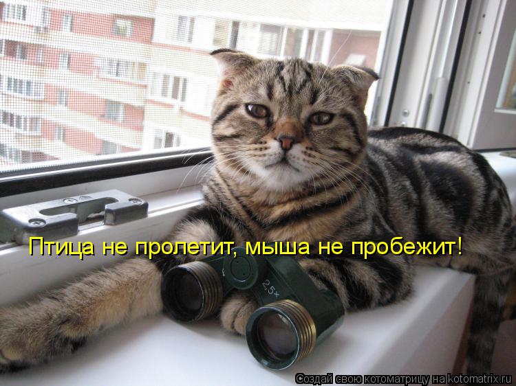 Птица не пролетит, мыша не пробежит!... Котоматрица: Птица не пролетит, мыша не пробежит!