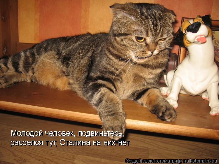 Молодой человек, подвиньтесь, расселся тут, Сталина на них нет... Котоматрица: Молодой человек, подвиньтесь, расселся тут, Сталина на них нет