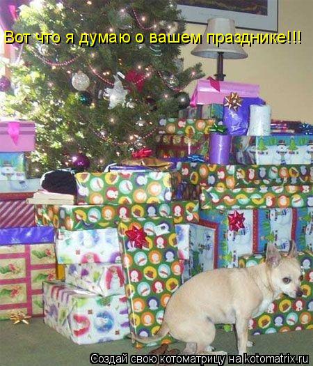 Вот что я думаю о вашем празднике!!!... Котоматрица: Вот что я думаю о вашем празднике!!!